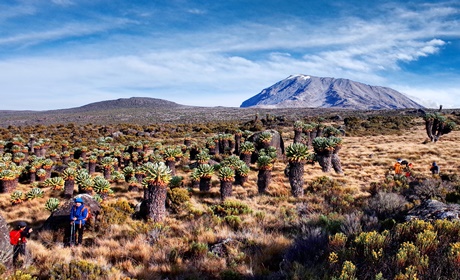 [킬리만자로] 마랑구루트(산장)등반+워킹사파리 9일